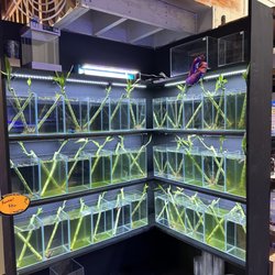 Alaska Coral & Fish - Fresh Water Living Bamboo Plants! Cool!