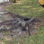 Photo of Reys Stump Removal