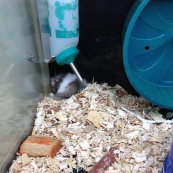 PetSmart - hamster - Pet Stores Near Me - Thousand Oaks, California PetSmart - hamster - Pet Stores Near Me - Thousand Oaks, California