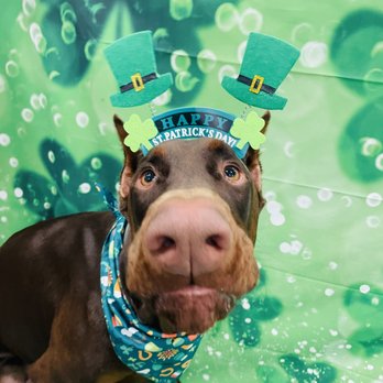 Dozo Dog  - Pet Groomers Near Me - Astoria, New York