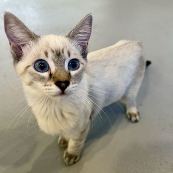 Kona Kat Cafe - Pet Adoption Near Me - Kailua-Kona, Hawaii