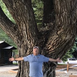 Vista Court Cabins & Lodge - Huge willows.