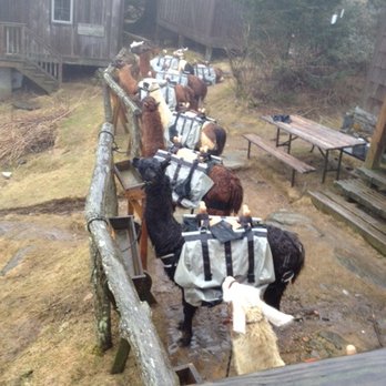 Leconte Lodge - LeConte Lodge Llamas! - Guest Houses Near Me - Sevierville, Tennessee
