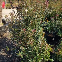 Mullinax B L Landscaping & Shrubbery - Cleyera japonica (over 4 ft tall) 7 gallon