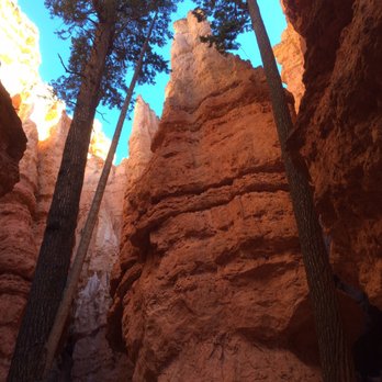 Navajo Loop - Hiked pass these two fine trees at the bottom of Navajo trail. - Hiking Near Me - Bryce, Utah