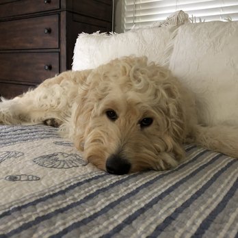Ruff House Resort - Pet: Tanner - Pet Groomers Near Me - Panama City, Florida Ruff House Resort - Pet: Tanner - Pet Groomers Near Me - Panama City, Florida