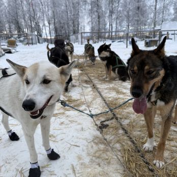 Alaskan Husky Adventures - Sledding Near Me - Willow, Alaska