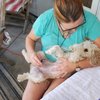 Animalgenic gift card