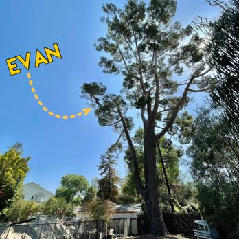 TreeCareLA - Certified Arborist Evan pruning out dead branches in this Aleppo pine. - Tree Services Near Me TreeCareLA - Certified Arborist Evan pruning out dead branches in this Aleppo pine. - Tree Services Near Me
