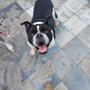 Photo of Hoof, Paw, and Claw Petsitting
