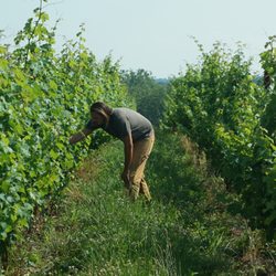 Windridge Vineyards Gift Greeting Cards Email, Text or Print