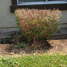 They cut this Wednesday 8/13/25 and it was a delicious smelling bush. They do not understand how plants breathe. I've told them to stop.