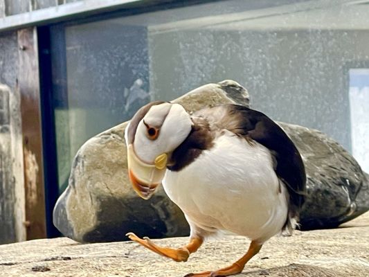 Alaska SeaLife Center by null