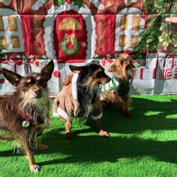 The Chapel Hill Pet Retreat - Doggie day care! Christmas pictures they took!