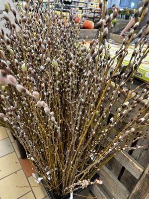 Whole Foods Market by null