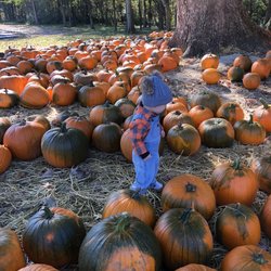 Cherry Place Farm - Pumpkins galore!