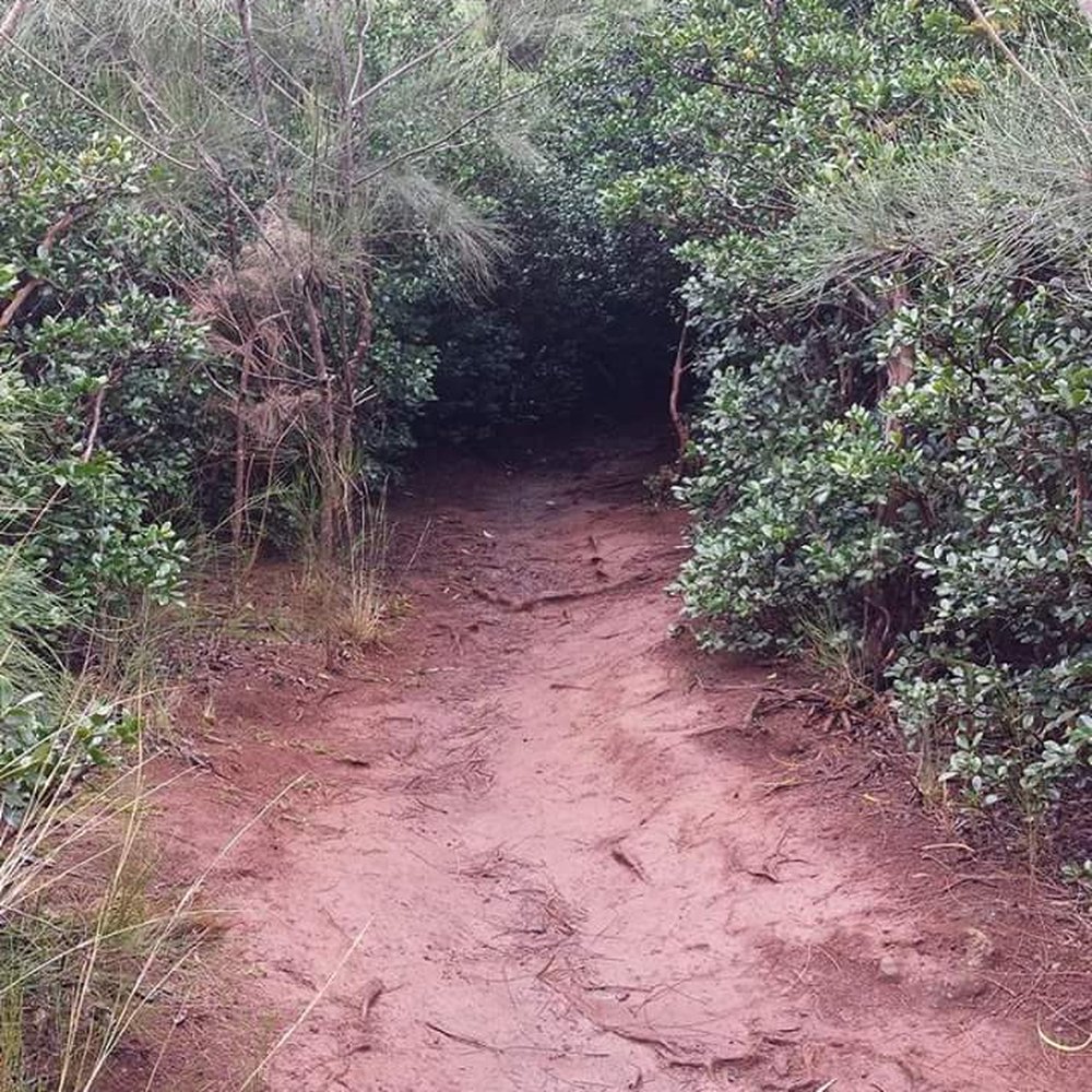 Aiea Loop Trail - One of many wooded tunnels - Hiking Near Me - Aiea, Hawaii