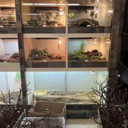 Reptiles in back enclosure Reptiles in back enclosure