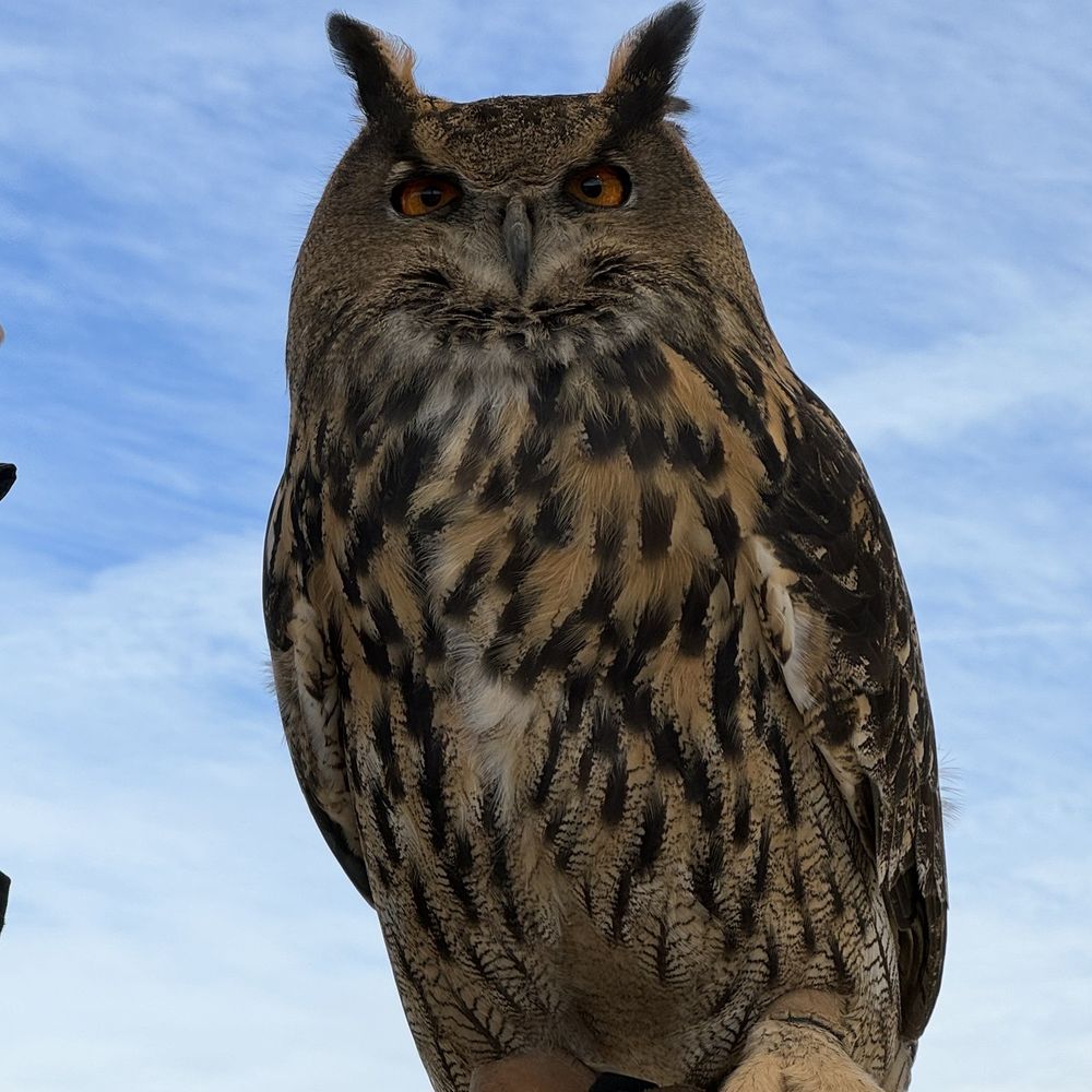 Raptor Adventures - Louise, Eurasian Eagle Owl - Zoos Near Me - Reno, Nevada Raptor Adventures - Louise, Eurasian Eagle Owl - Zoos Near Me - Reno, Nevada