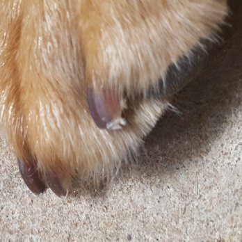 PetSmart - Broken, jagged nails...Petsmart's version of "trimmed"! - Pet Training Near Me - Lawrenceville, Georgia