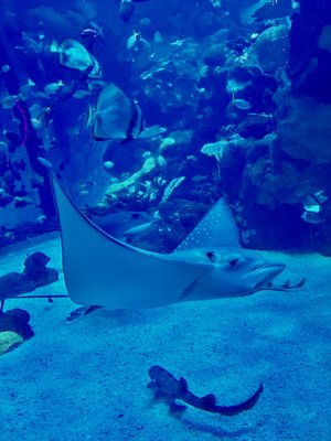 The Aquarium at Silverton Casino by null