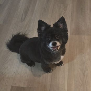 The Good Dog Spa - After. She looks so happy now. Lol - Pet Groomers Near Me - Henderson, Nevada The Good Dog Spa - After. She looks so happy now. Lol - Pet Groomers Near Me - Henderson, Nevada