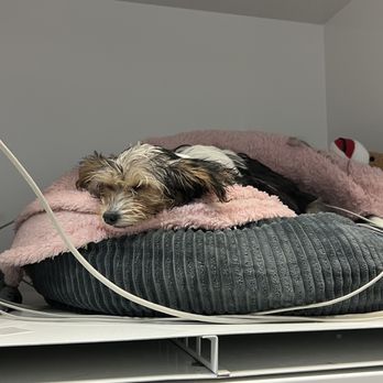 Renforth Veterinary Clinic - Veterinarians Near Me - Toronto, Ontario Renforth Veterinary Clinic - Veterinarians Near Me - Toronto, Ontario