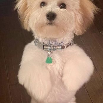 Smart Pits Academy - Moorea - Pet Training Near Me Smart Pits Academy - Moorea - Pet Training Near Me