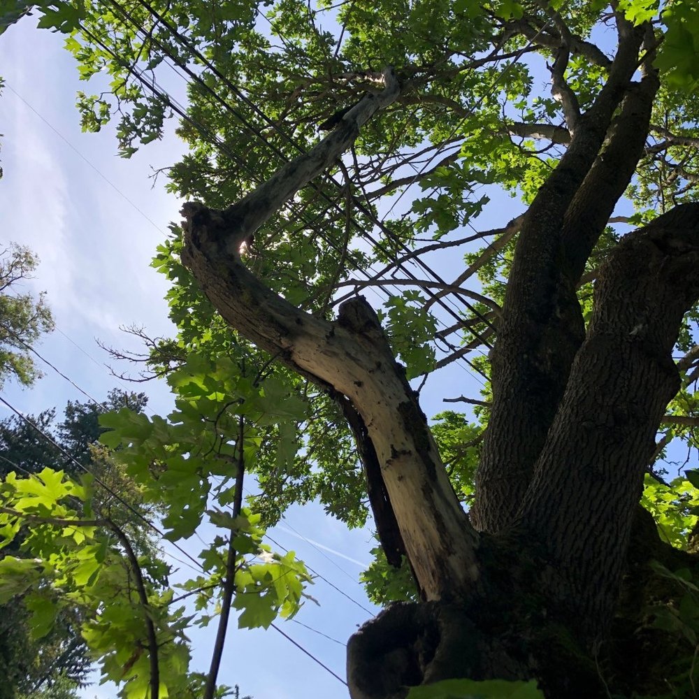 Legendary Tree - Dead limb - Tree Services Near Me - Seattle, Washington Legendary Tree - Dead limb - Tree Services Near Me - Seattle, Washington