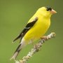 Photo of Goldfinch Dental Care