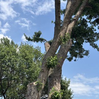Hernandez Tree Experts - Tree should have been taken down as it is rotting. - Tree Services Near Me