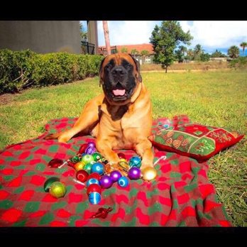 Toms Petsitting & Dog Walking - Dog Walkers Near Me Toms Petsitting & Dog Walking - Dog Walkers Near Me