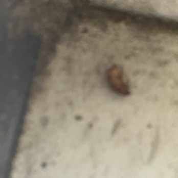 Jet's Pizza - Roaches - Pizza Near Me - Bloomfield Hills, Michigan