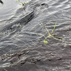 Airboats & Alligators
