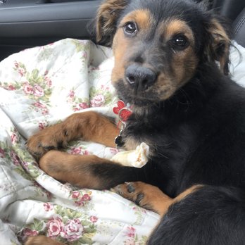 Petconnect Rescue - Animal Shelters Near Me Petconnect Rescue - Animal Shelters Near Me
