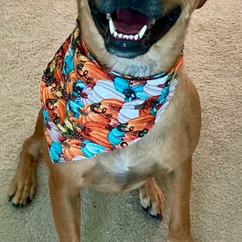 Sugar Land Animal Services - Penny after her day at the doggie spa! - Animal Shelters Near Me - Sugar Land, Texas Sugar Land Animal Services - Penny after her day at the doggie spa! - Animal Shelters Near Me - Sugar Land, Texas