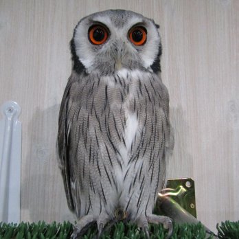 ふくろうの家 館野459 2 つくば市 茨城県 Japan Yelp