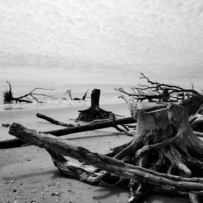 Botany Bay Heritage Preserve/Wildlife Management Area by null