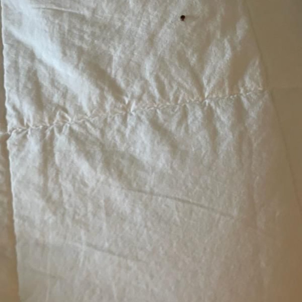 Bed bug Bed bug