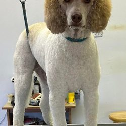 Barks-N-Bubbles