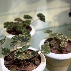 Plant'd - Tiger paw begonia in vintage pots.