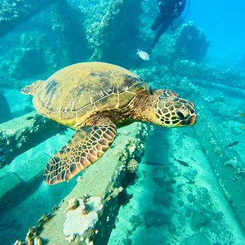 Dive Maui - Scuba Diving Near Me - Lahaina, Hawaii