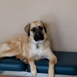 Hudson Pet Hospital - Kola's favorite bench at the clinic
