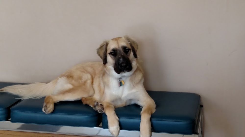 HUDSON PET HOSPITAL Updated September 2024 83 Photos & 10 Reviews