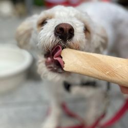 The Scoop