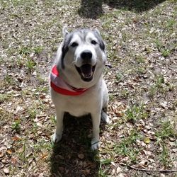 Weeki Wachee Waggers - Logan - "We like Felisha, Dad"