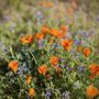 Photo of Antelope Valley California Poppy Reserve