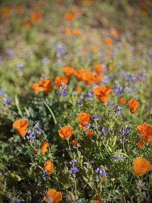 Antelope Valley California Poppy Reserve State Natural Reserve by null