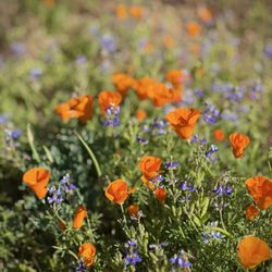 Antelope Valley California Poppy Reserve
