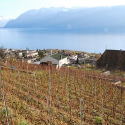 Vignoble en terrasses de Lavaux